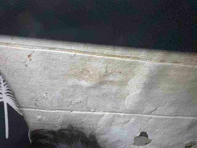 Asiankitties Asiankitties