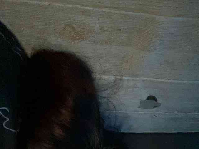 Rainie