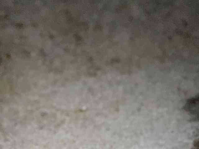 Rainie webcam