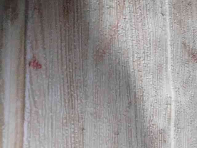 Rainie webcam