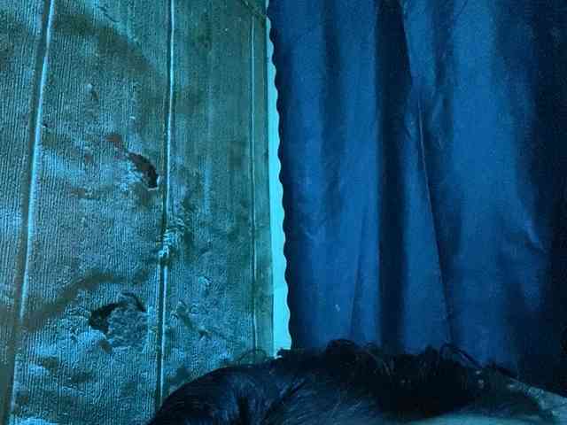 Rainie webcam
