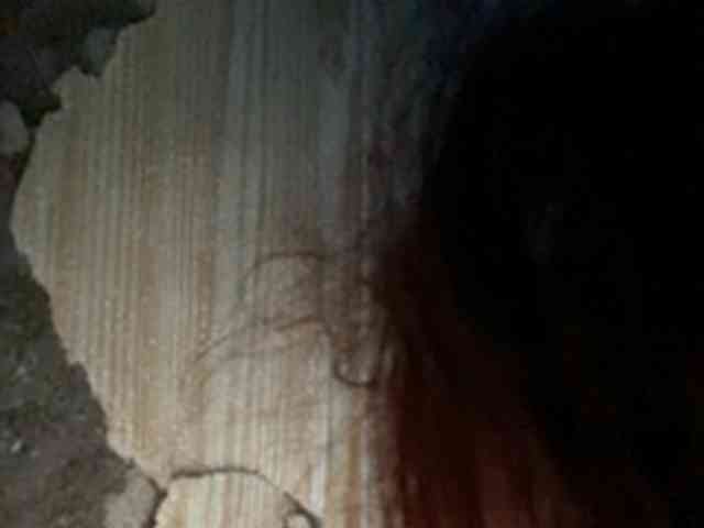 Rainie webcam