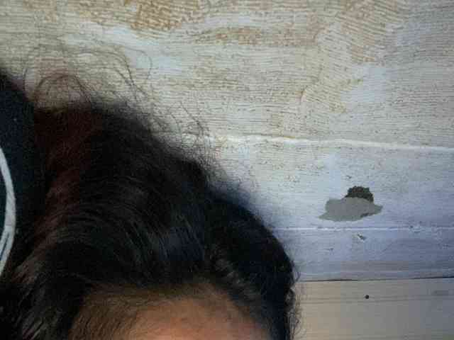 Rainie webcam