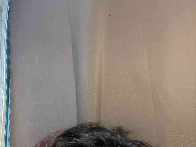 Rainie webcam