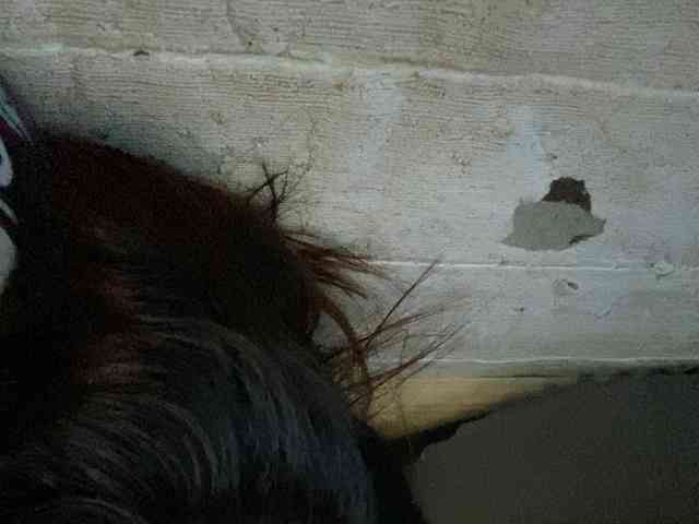 Rainie webcam