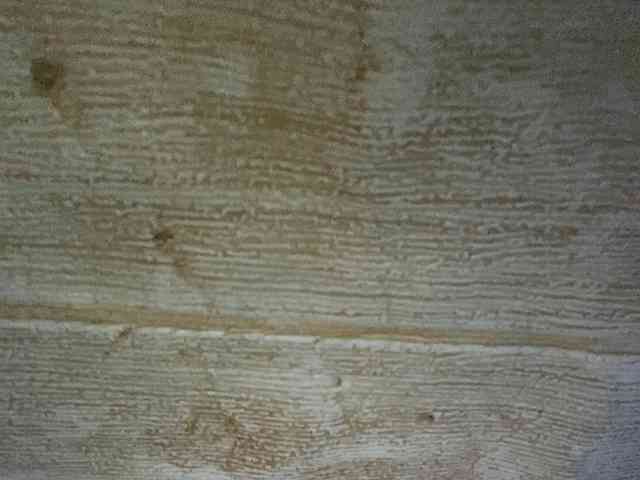 Rainie webcam