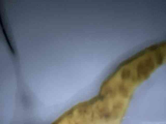 Rainie webcam