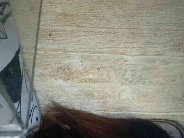 Rainie webcam