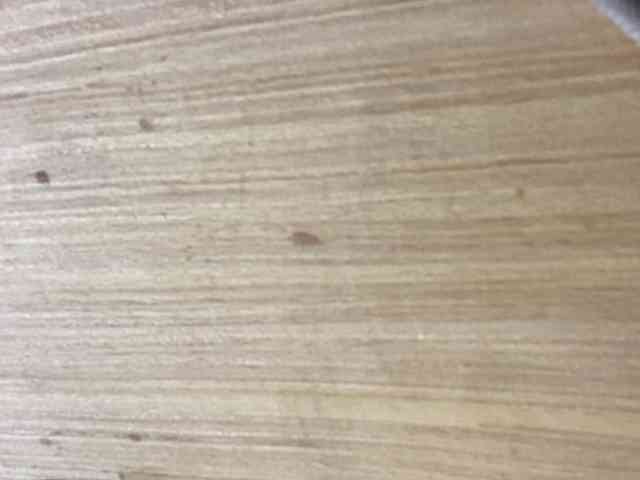Rainie webcam