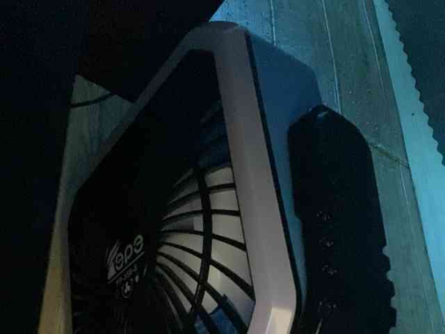 Rainie webcam