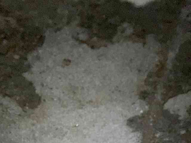 Rainie webcam