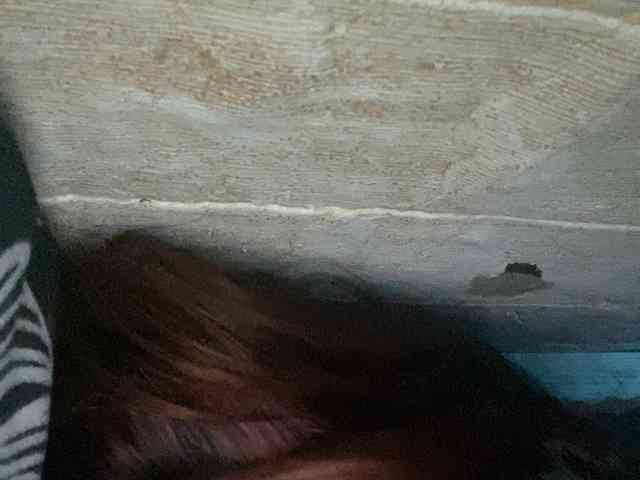 Rainie webcam