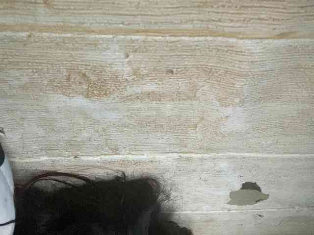 Rainie webcam