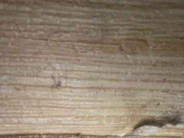 Rainie webcam