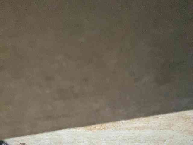 Rainie webcam