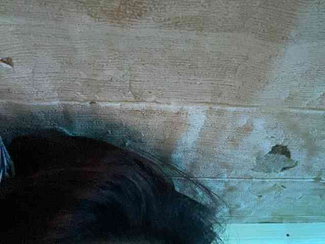 Rainie webcam