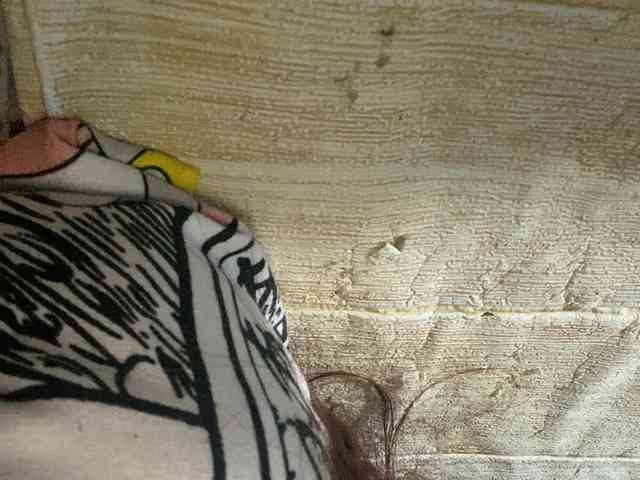 Rainie webcam