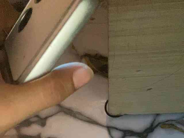 Rainie webcam