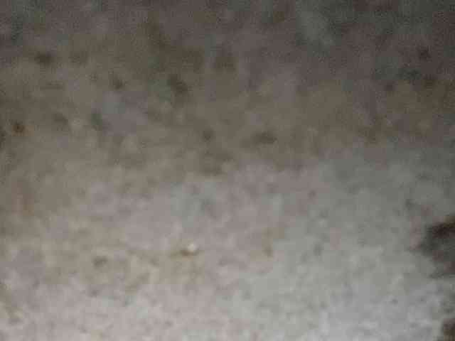 Rainie webcam
