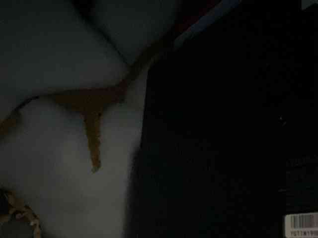 Rainie webcam