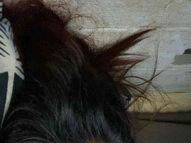 Rainie webcam