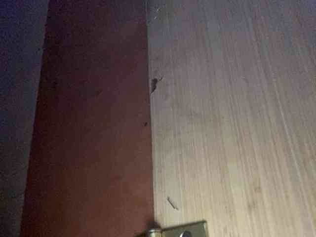 Rainie webcam