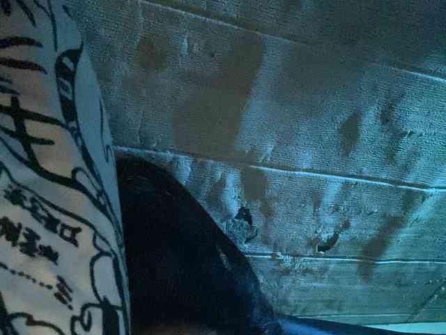 Rainie webcam
