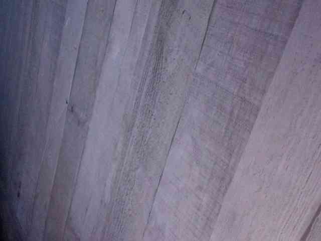 Rainie webcam