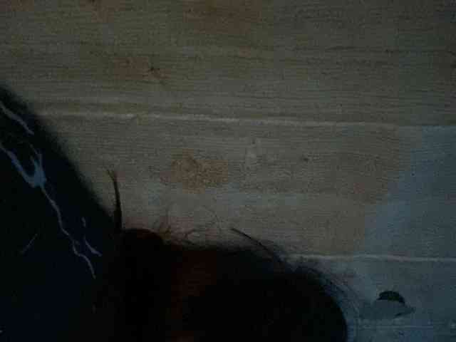Rainie webcam