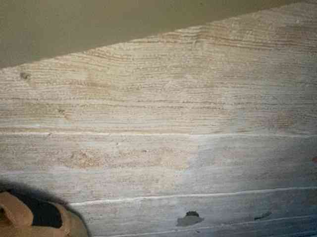 Rainie webcam