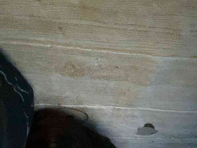 Rainie webcam