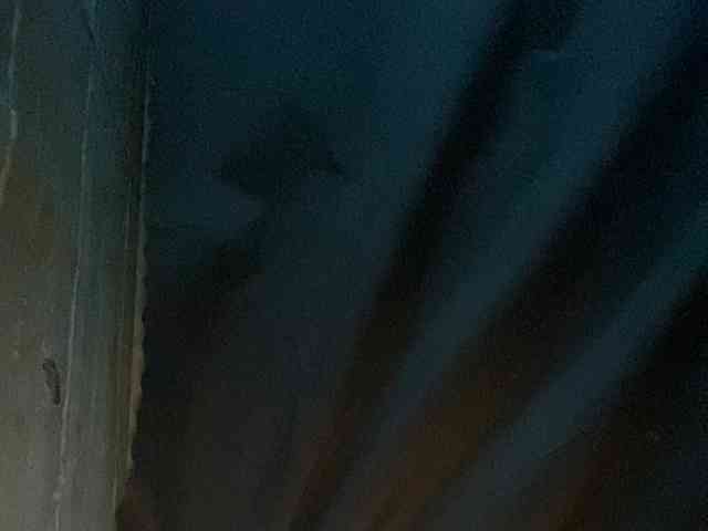 Rainie webcam