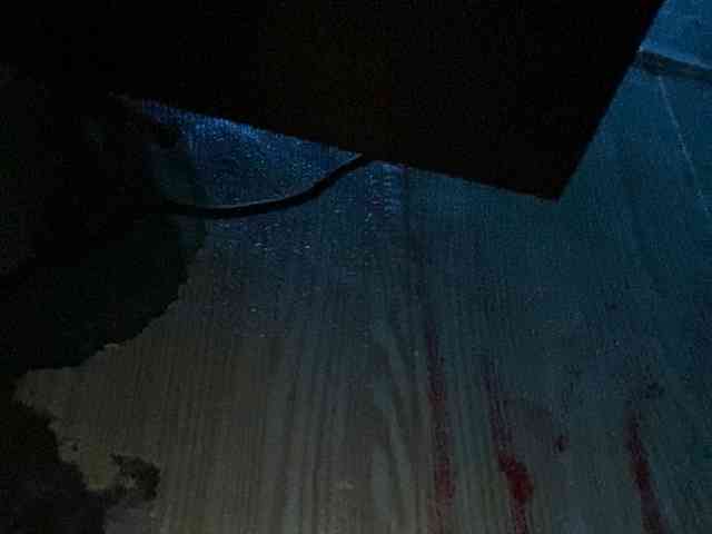 Rainie webcam