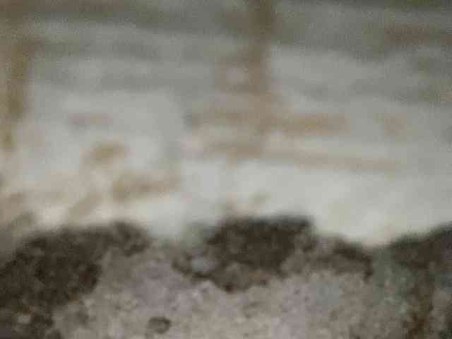 Rainie webcam