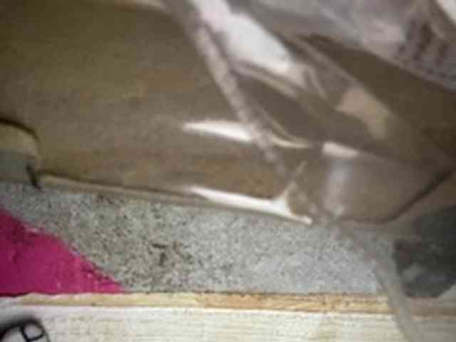 Rainie webcam