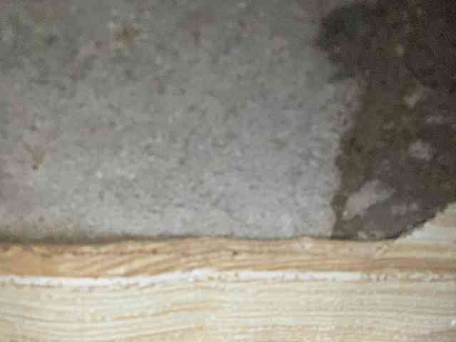 Rainie webcam