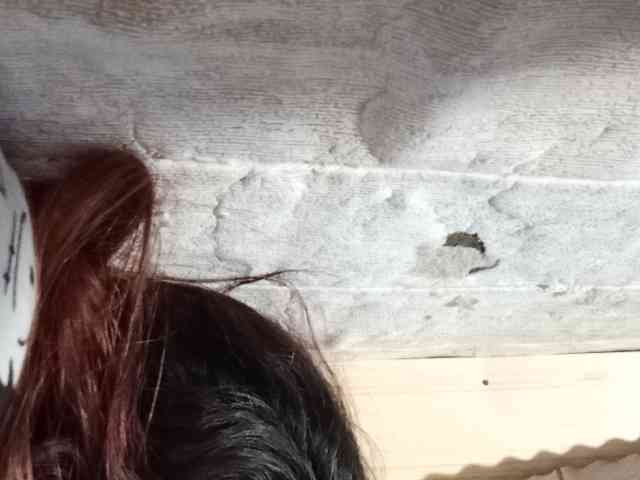 Rainie webcam