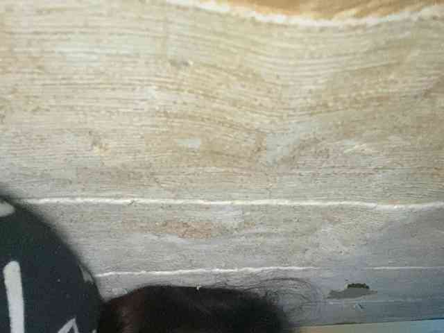 Rainie webcam