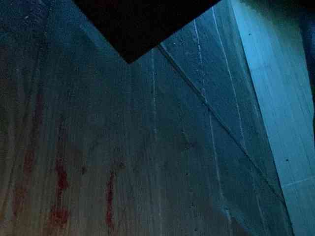 Rainie webcam