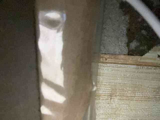 Rainie webcam