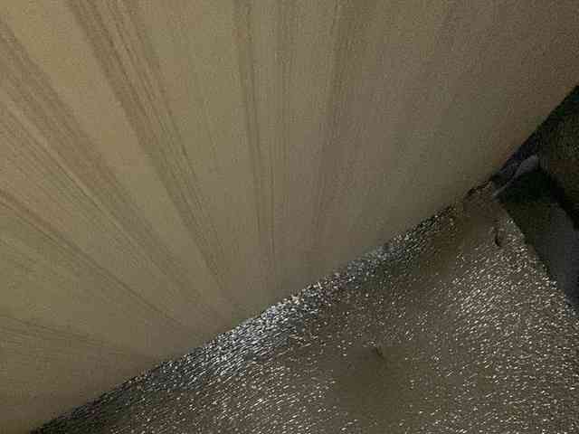 Rainie webcam