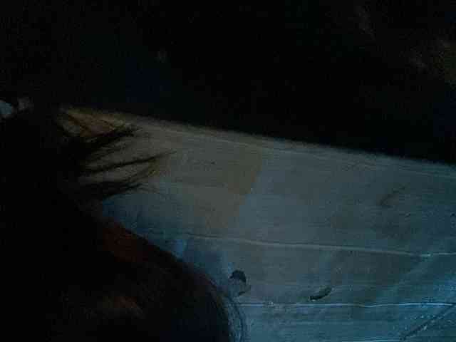 Rainie webcam