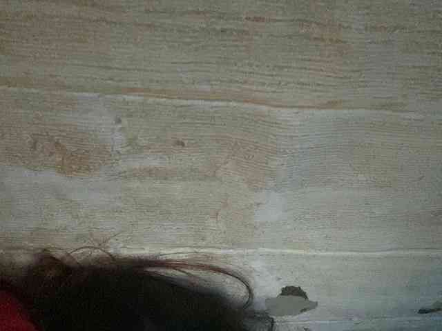 Rainie webcam