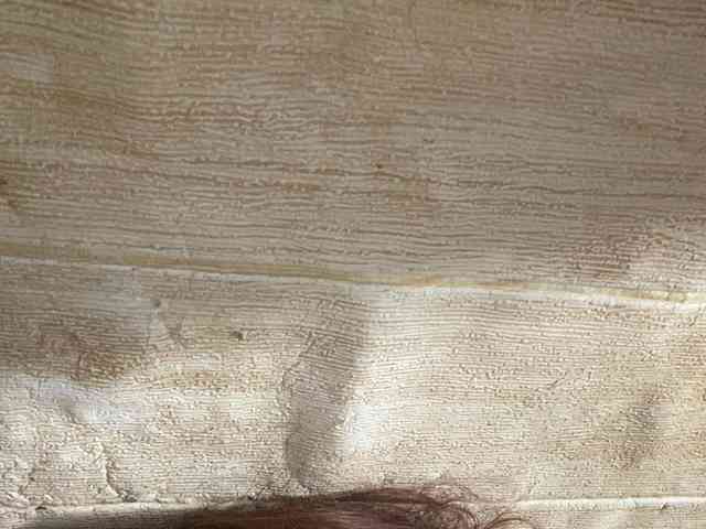 Rainie webcam
