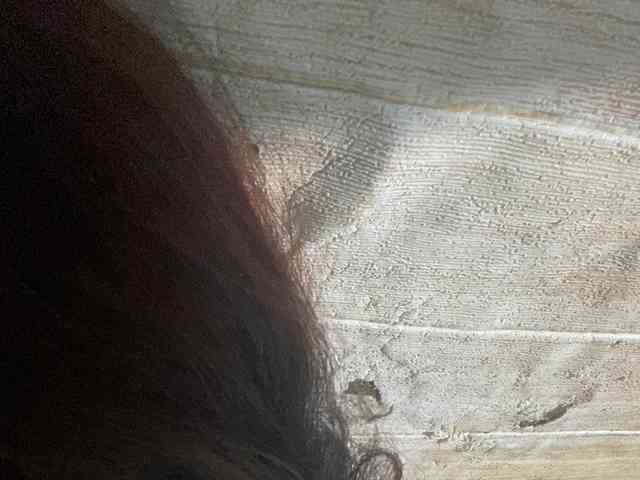 Rainie webcam