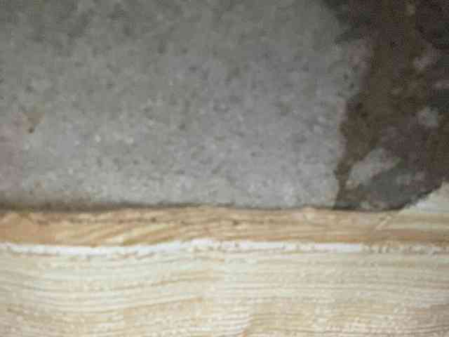Asiankitties Asiankitties