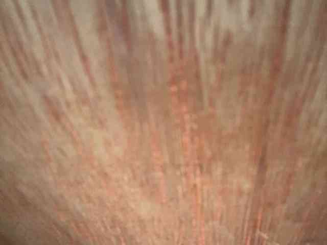 Rainie webcam