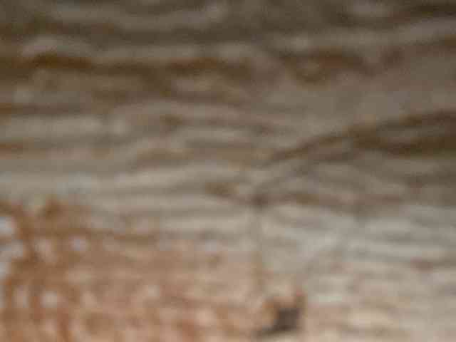 Rainie webcam