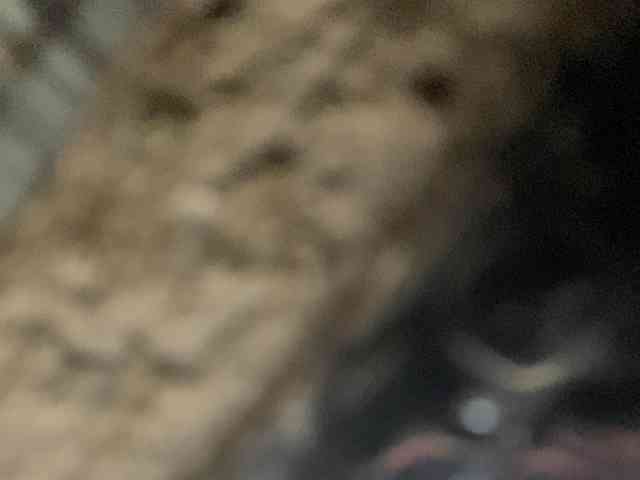Rainie webcam