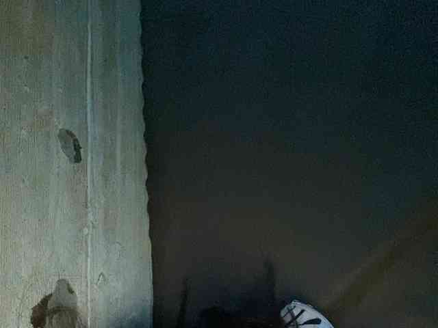 Rainie webcam